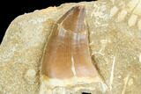 Mosasaur (Prognathodon) Tooth - Morocco #123216-1